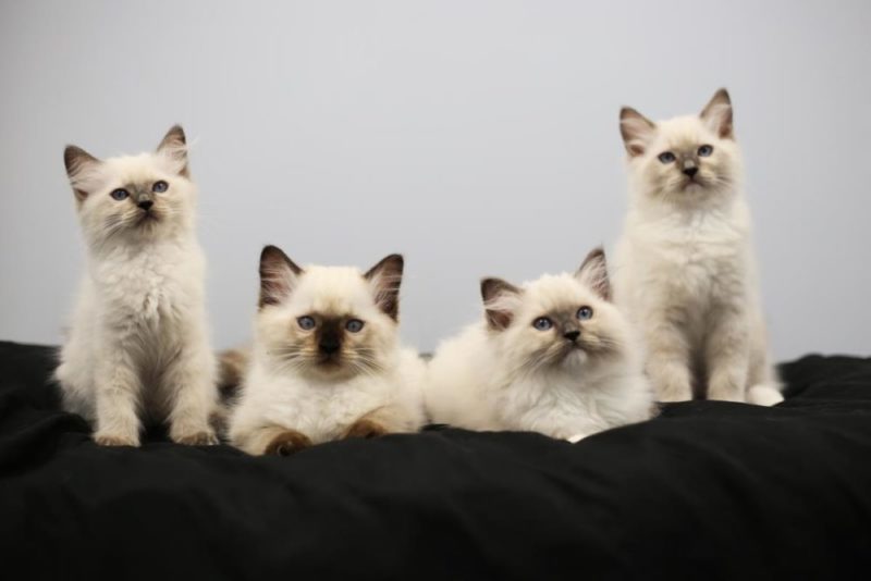 Ragdoll Kittens for sale in Florida